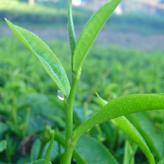 Karreeb Tea Plantation