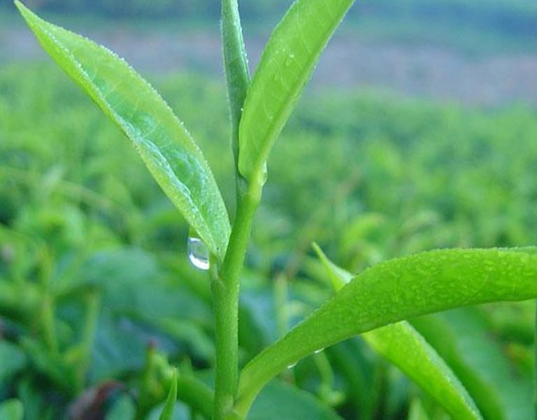 Karreeb Tea Plantation