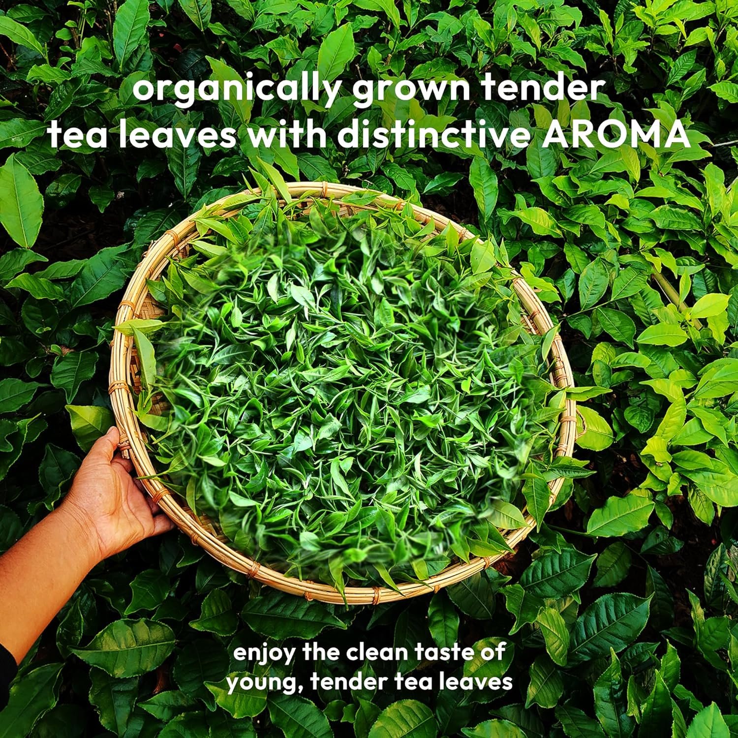 Rare Assam Green Tea + Lemon | Fresh Harvest